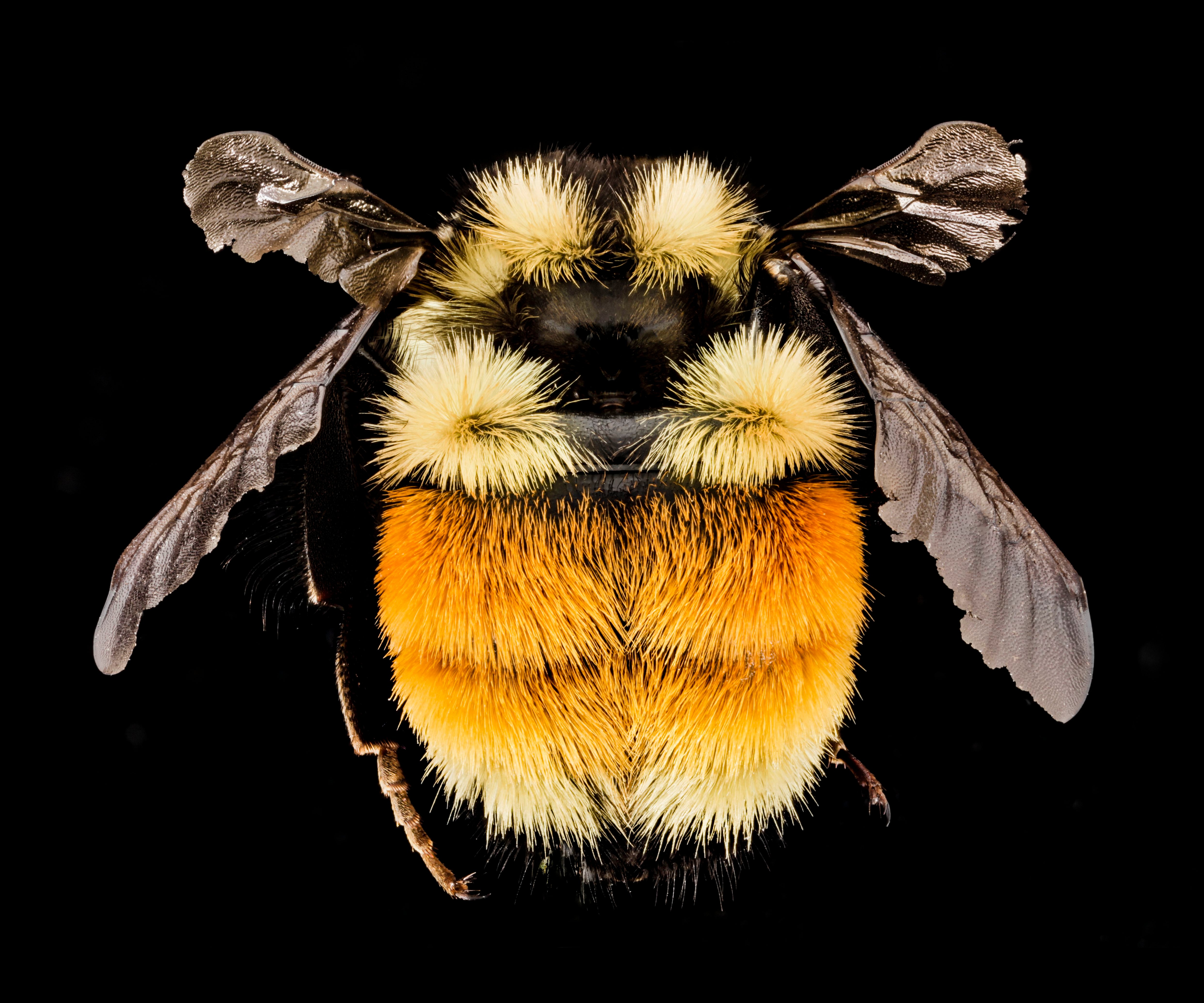 These spectacular lab photos showcase the beauty of the humble bee