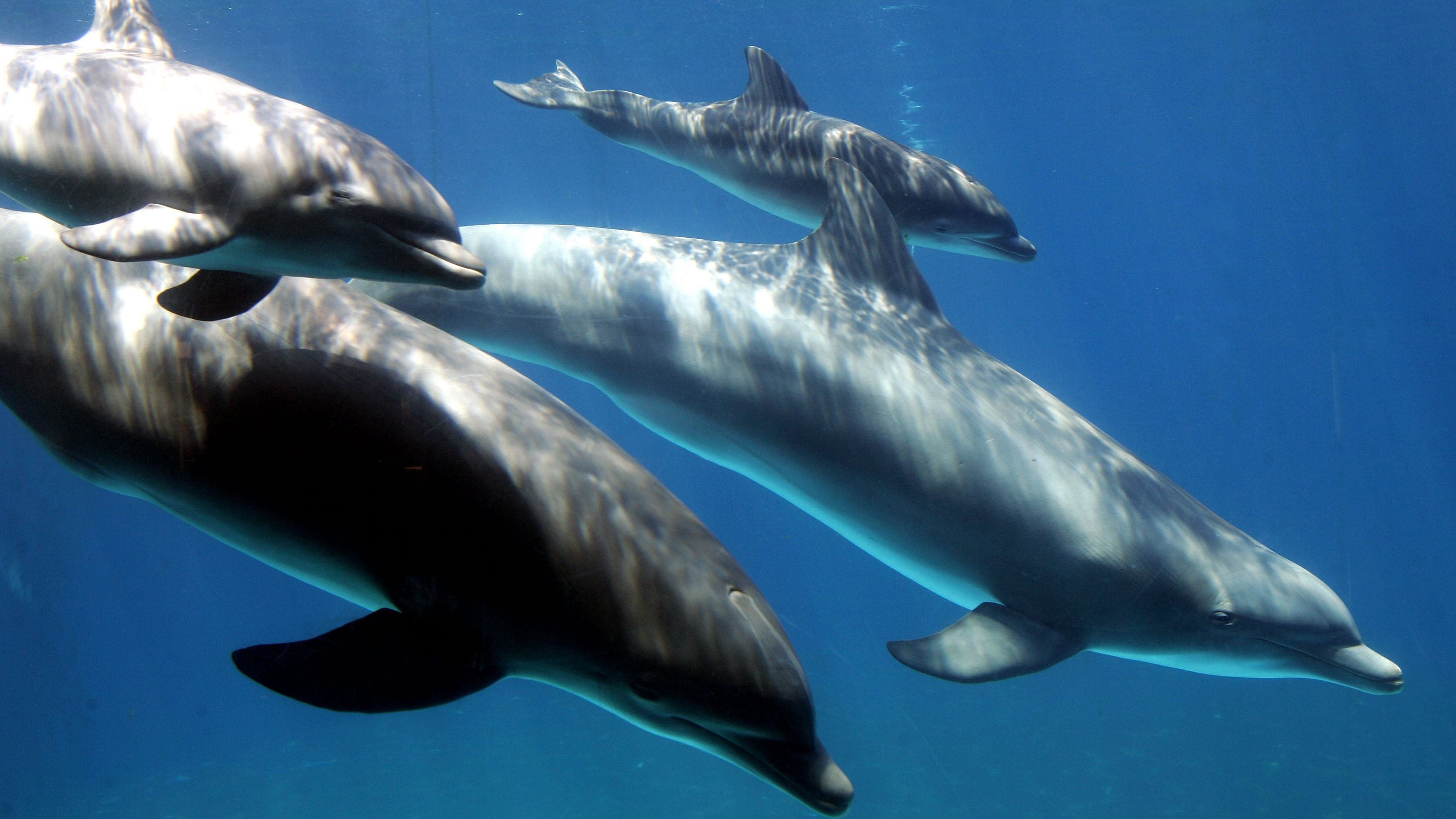 Dolphins’ complex clitorises are the key to understanding their sex lives