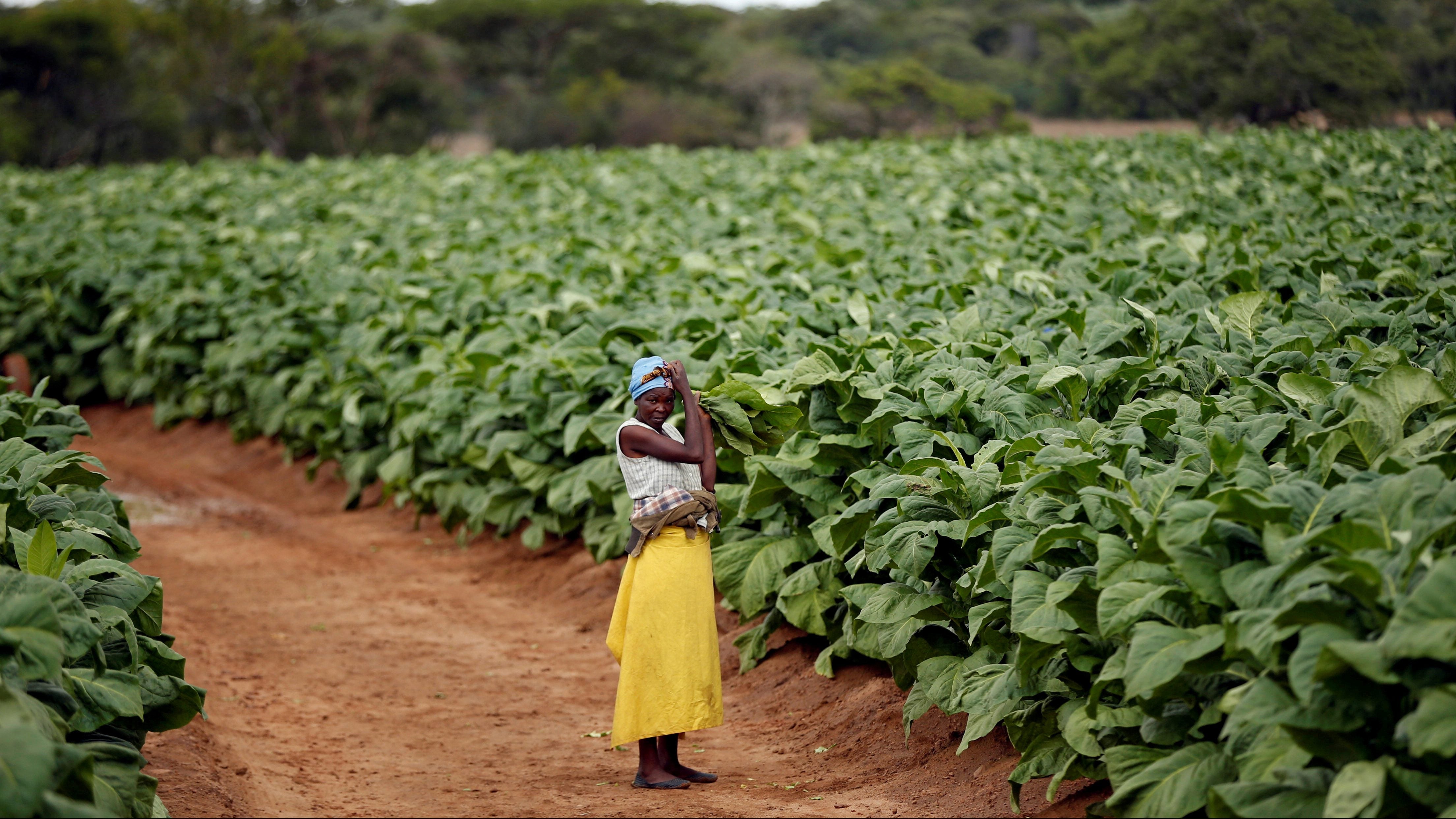 does the government subsidize tobacco farmers The tobacco industry is luring African farmers with bogus promises of  prosperity