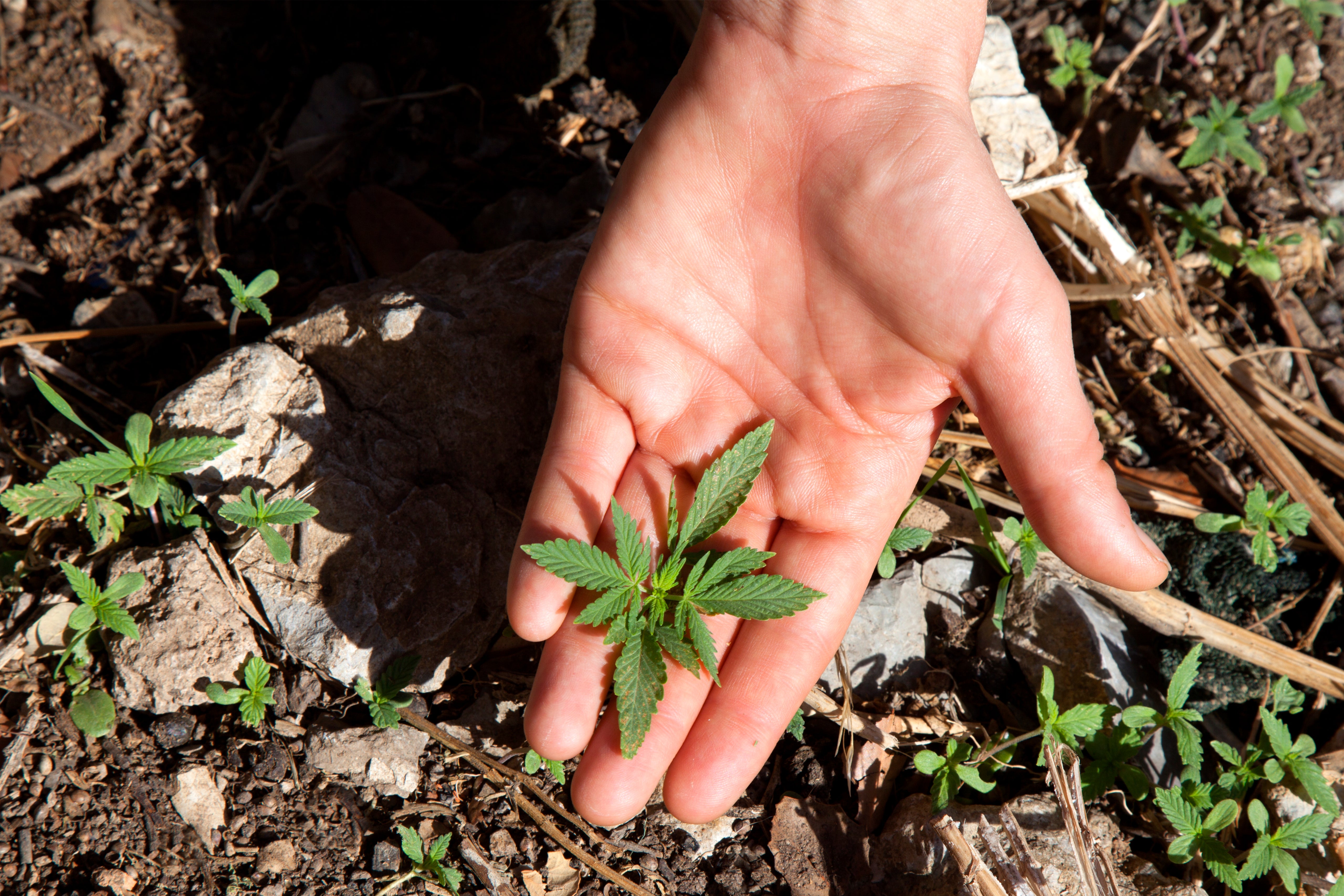 It's easier than ever to be a lowkey gardener of homegrown weed