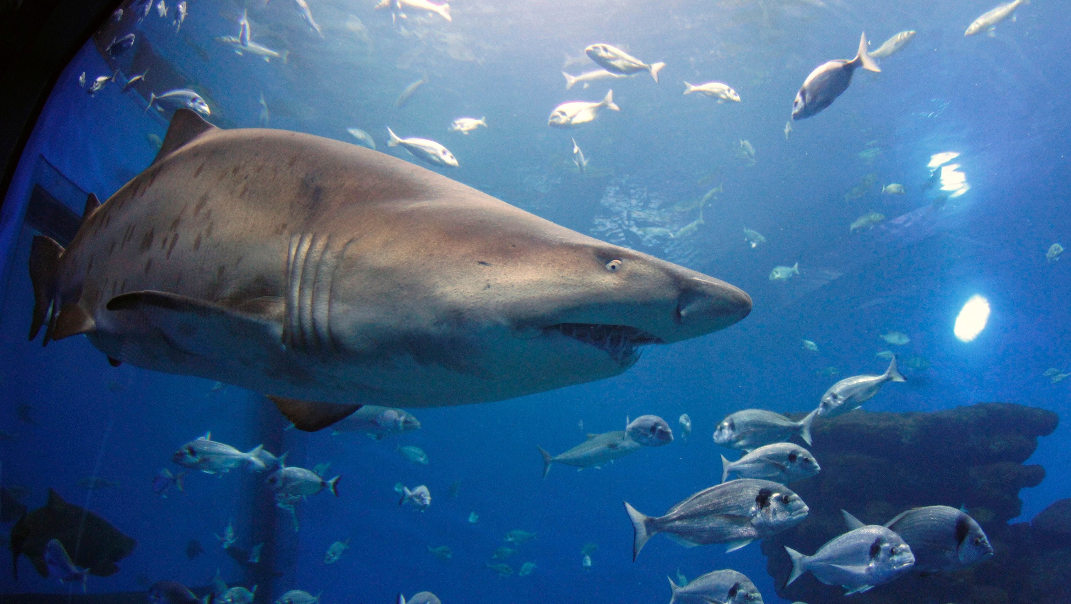 The truth about baby sharks: They can be vicious prenatal cannibals, image size:3491x1968