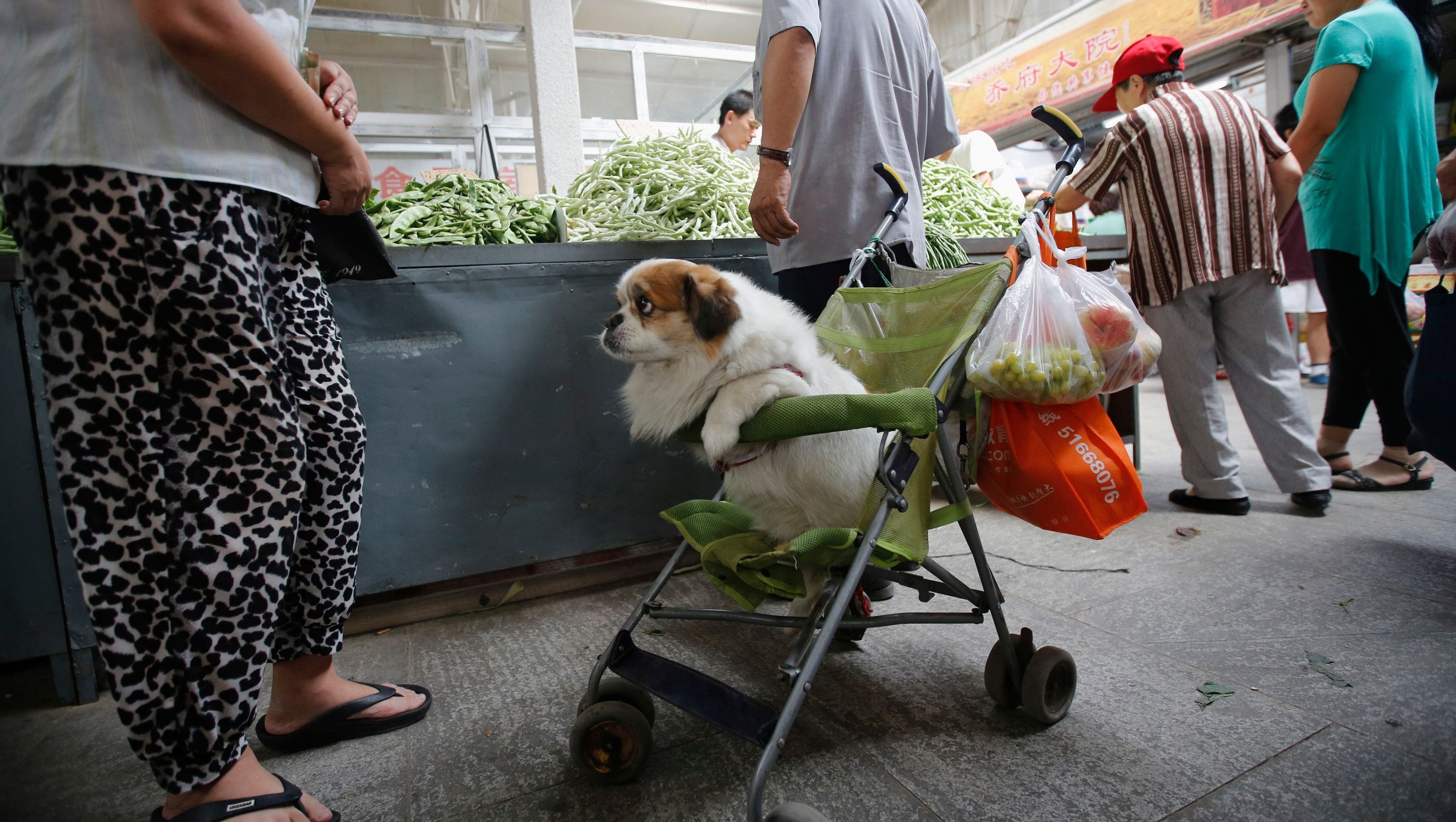 A Chinese city is keeping tabs on bad dog owners with a credit score