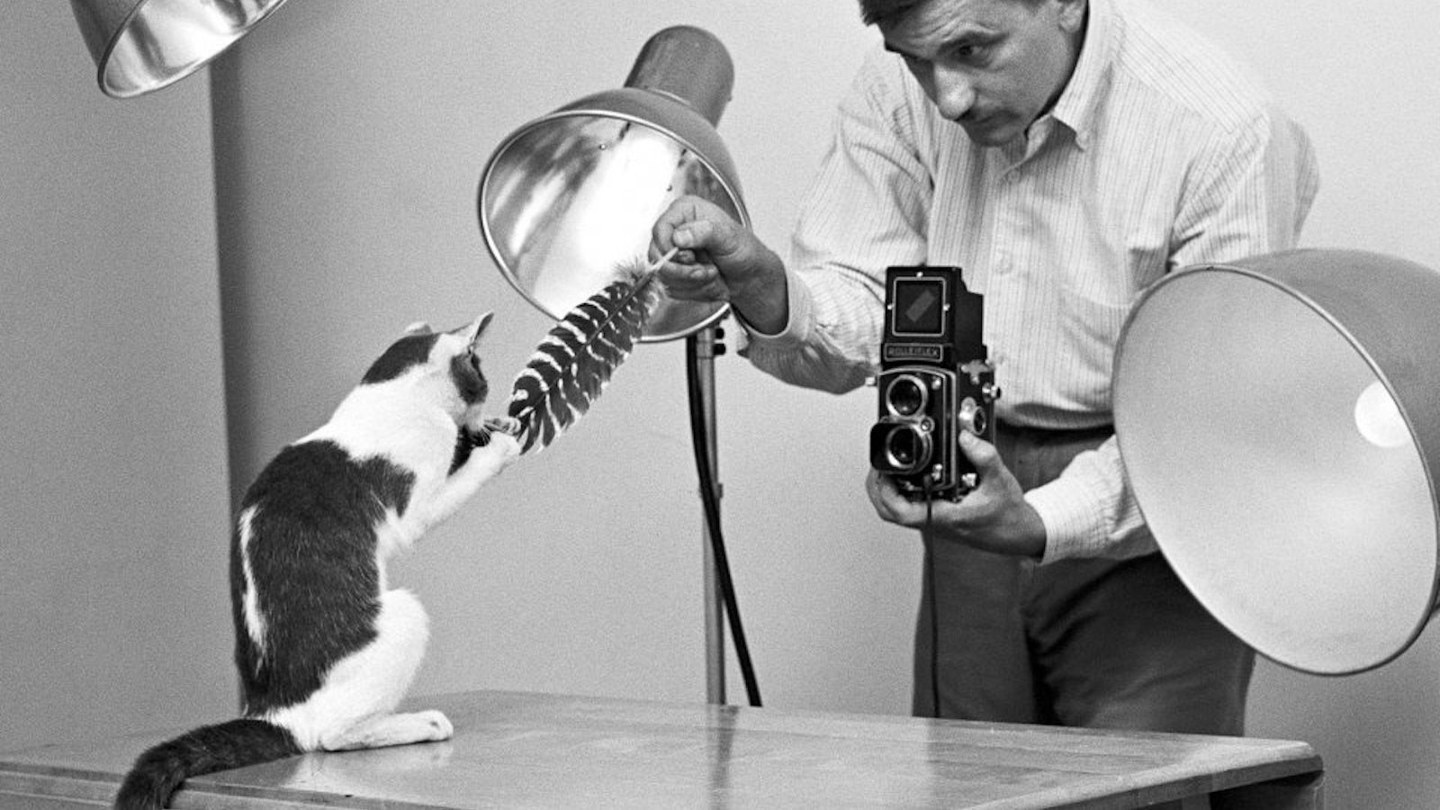 You can thank this mid-century cat photographer for your favorite cat memes