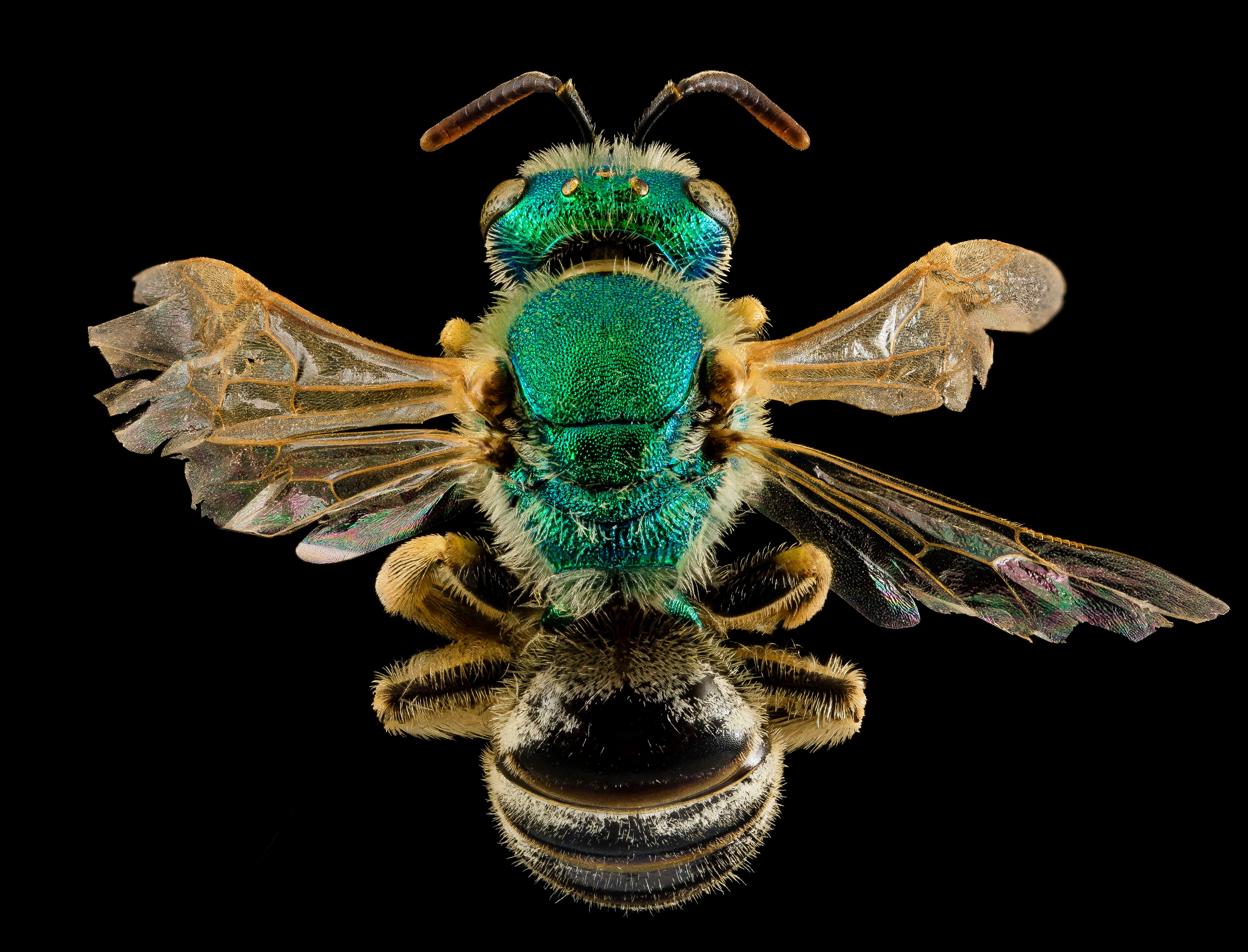 These spectacular lab photos showcase the beauty of the humble bee