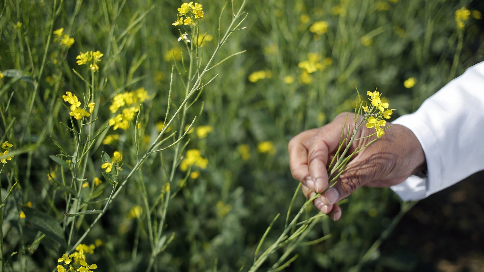 Those evil GMOs aren't as evil as you think