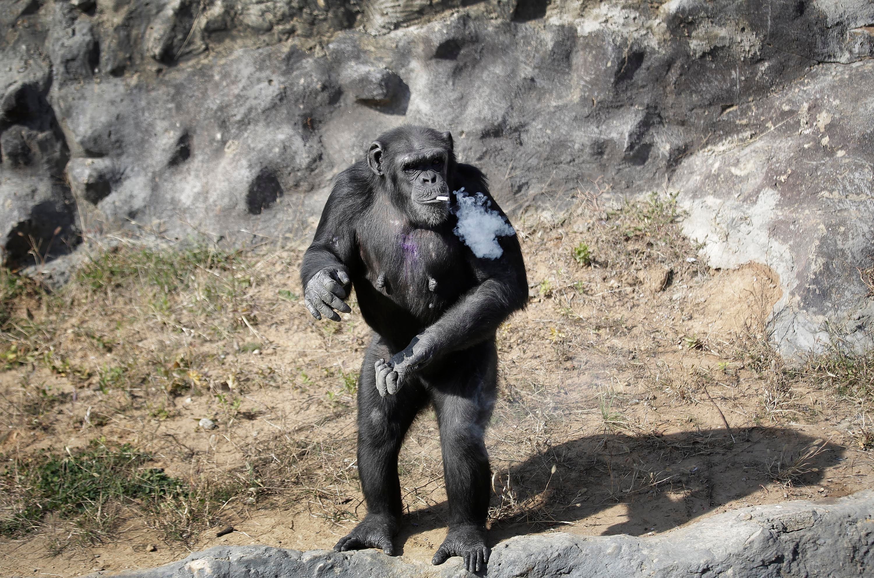 The star of the Pyongyang zoo is a chain-smoking chimp