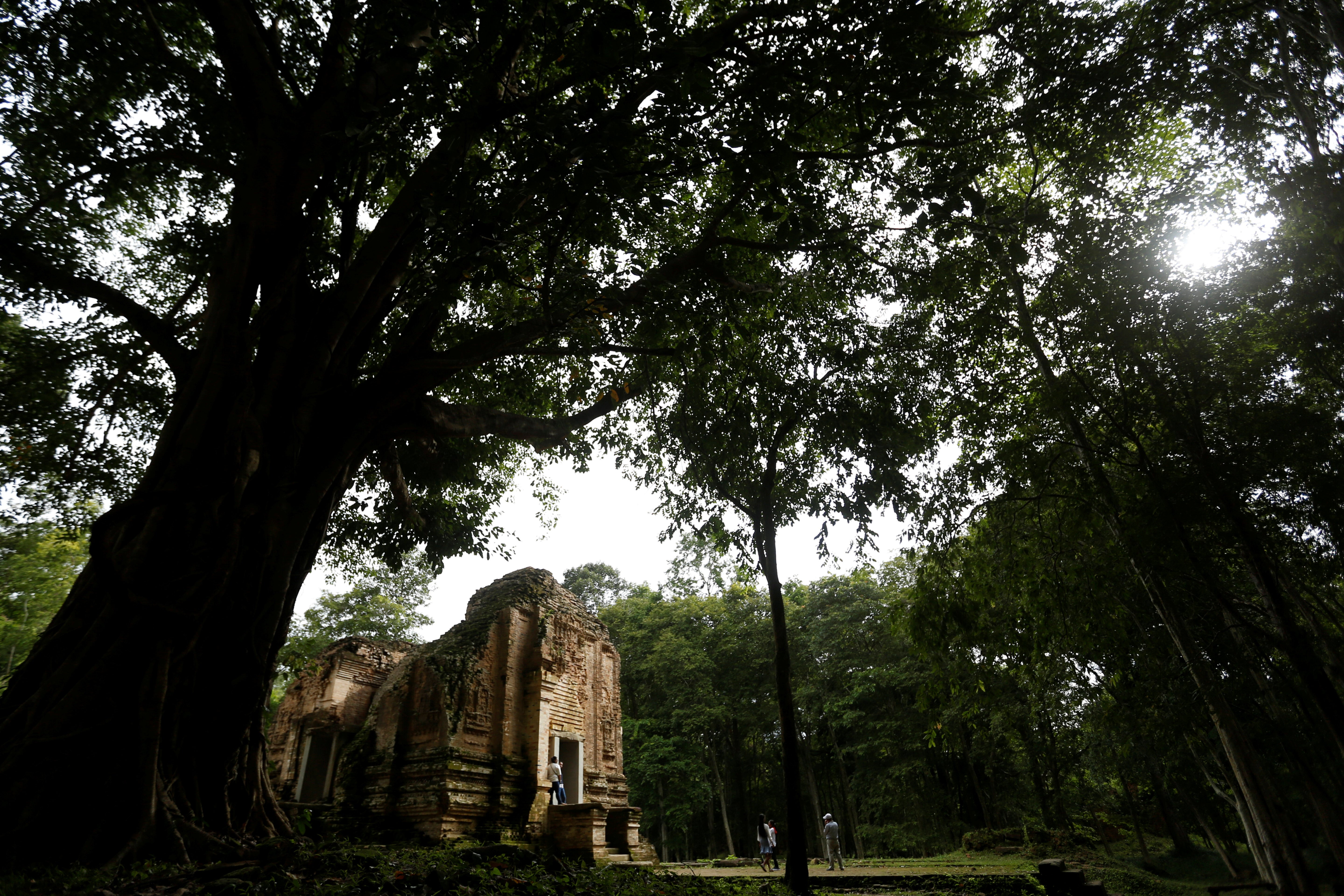 At one of the world's newest UNESCO sites, an ancient forest