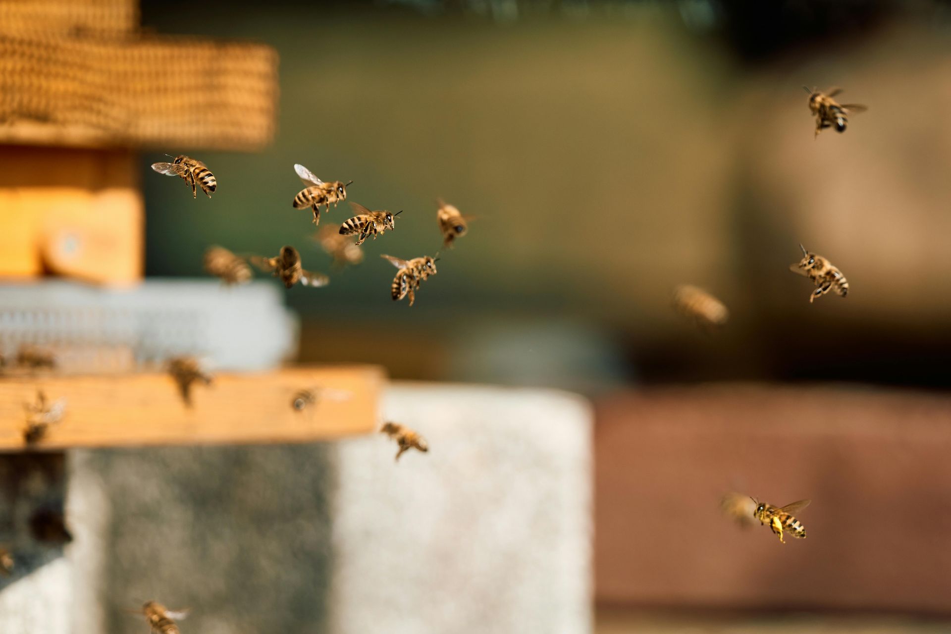 are ants attracted to tobacco What Attracts and How Do I Get Rid of Them? - Pest Defence Why does sugar attract ants?